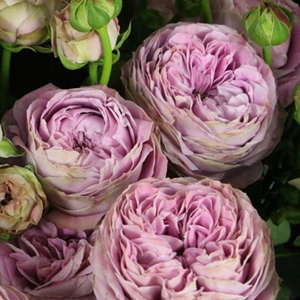 夏琳花园 花簇雾泡  span class=h>热卖 /span>新品多头月季阳台花苗