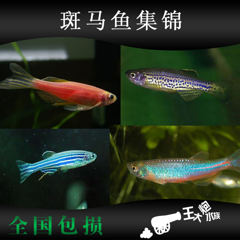 闪电豹纹豹点斑马红蓝斑马鱼原生观赏鱼活体热带草缸小型鱼包活