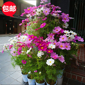 花种包邮