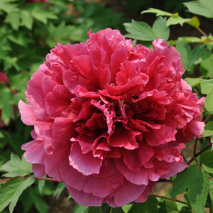 花王 正宗菏泽洛阳日本花苗 牡丹第一香牡丹 秋天发货