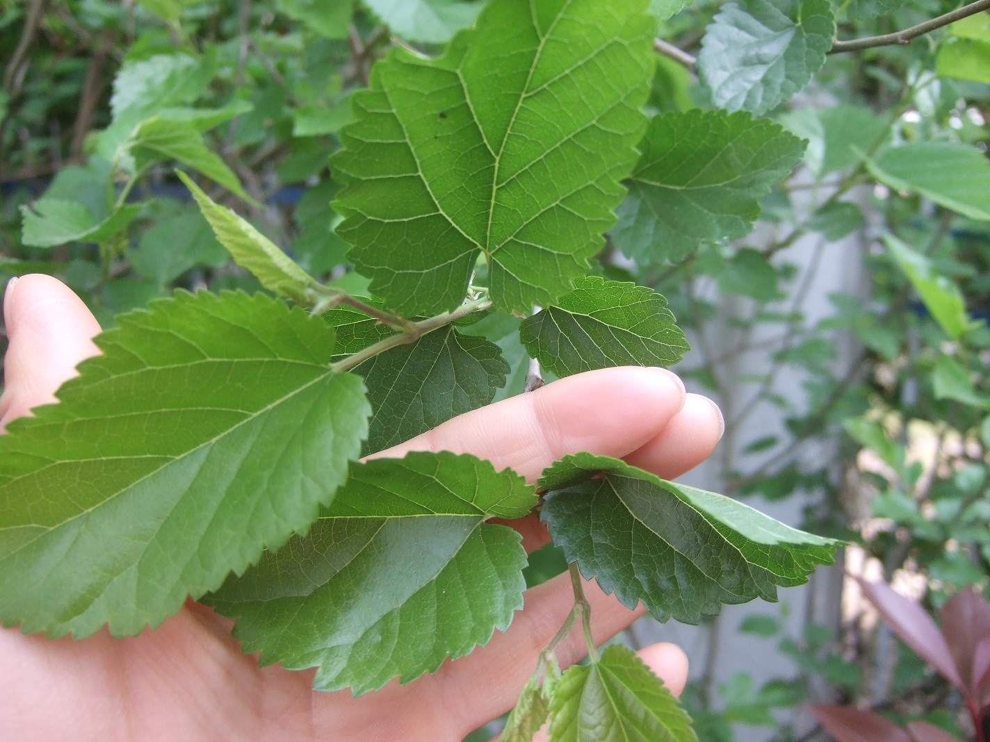 靠山村野生 桑叶 霜打桑叶干品 50克