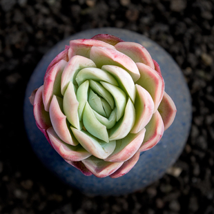 双子贝瑞 贝瑞 贝瑞 奶油贝瑞多肉植物 贝瑞多肉 禾木园艺家