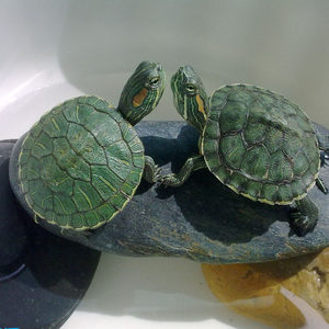 巴西龟苗小宠物龟苗红耳龟情侣水陆龟活体水族