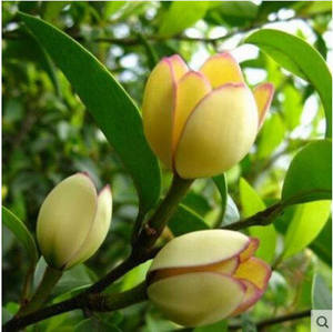 多花含笑花苗 紫色含笑 红花含笑盆栽花卉绿植 浓香植物 香蕉花