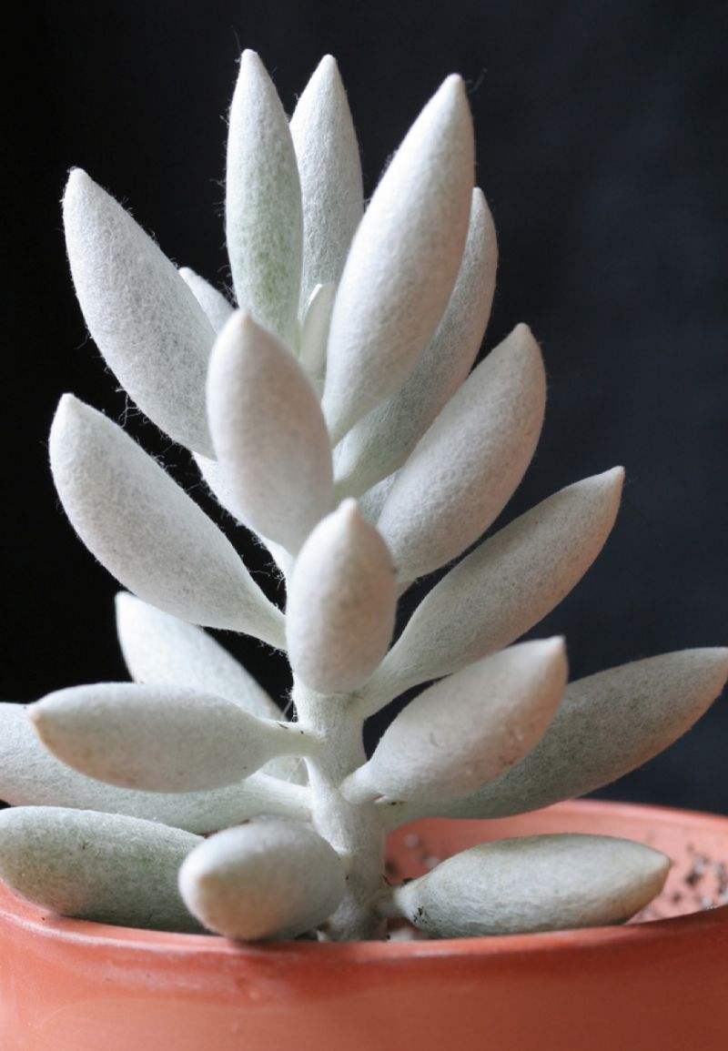 银月多肉植物泰迪熊防辐射办公室迷你多肉海豹水泡福兔耳花卉园艺