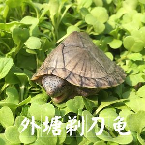 【剃刀龟苗活体迷你图片】剃刀龟苗活体迷你图