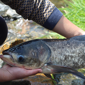 正宗野生鱅魚 胖頭魚 現抓現殺 新鮮淡水魚草魚鰱魚鯿魚 約2斤/條