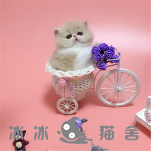 猫咪活体布偶猫活体宠物活体猫米粒布偶猫纯种