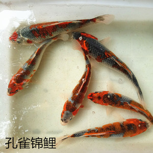 冷水觀賞魚日本圖片