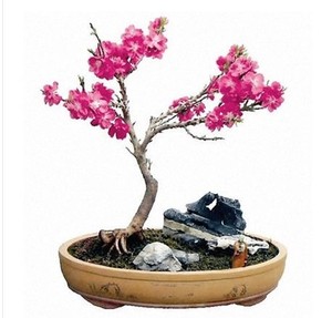 品牌名称: 寿星桃苗盆景