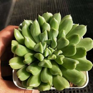胖婆娘多肉爰尔兰薄荷多植物 除甲醛植物净化空气微景观超萌多肉