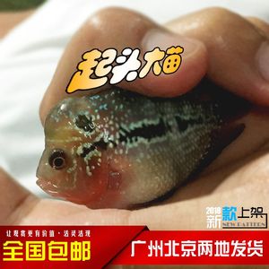 【泰金罗汉鱼亚成】_泰金罗汉鱼亚成品牌\/图片