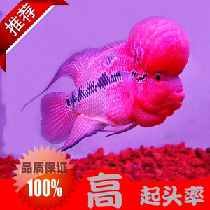 【淡水热带鱼好养价格】最新淡水热带鱼好养价