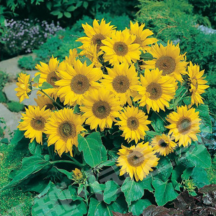 fo英国进口花园观花卉种子向日葵小狮子春/夏播25粒/包