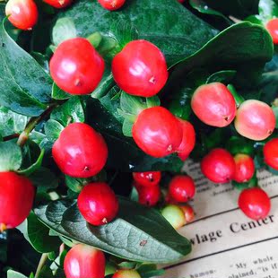 鲜花速运红豆相思豆5枝观果植物云南直发美观绿植花卉办公鲜切花