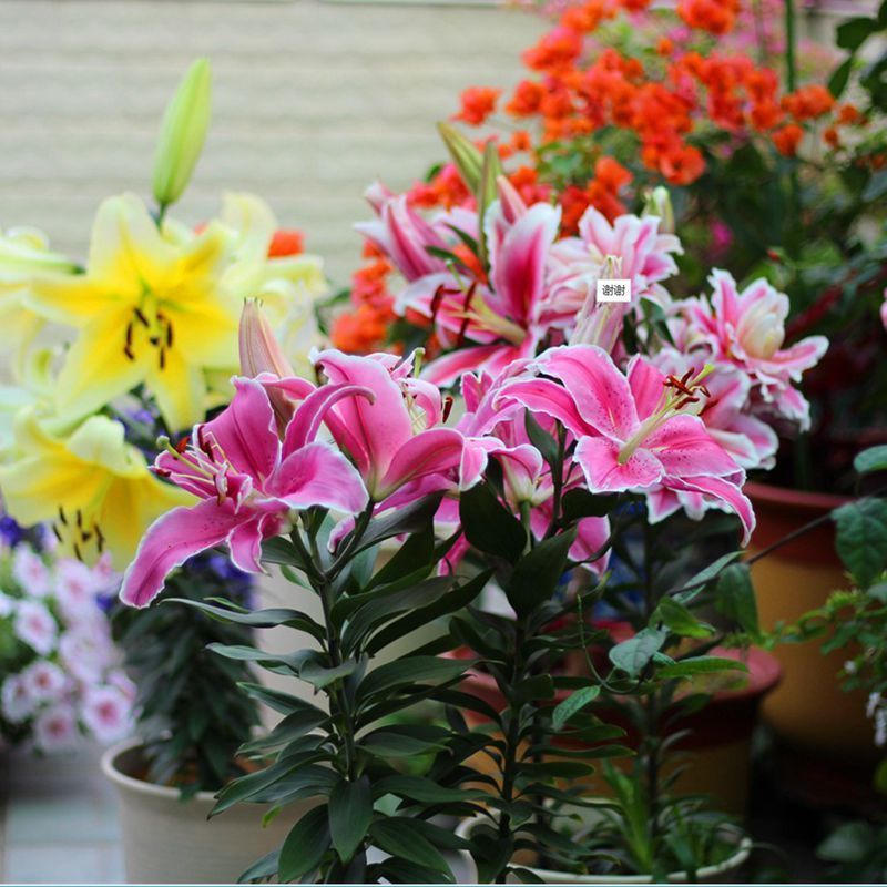 进口带芽香水百合种球花卉盆栽植物室内外四季多年生大百合花种子