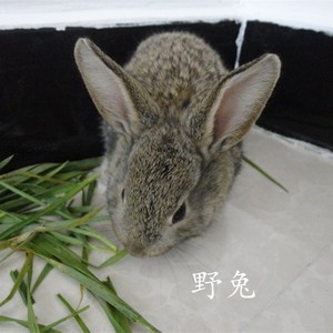 小白兔兔子新西兰肉兔苗活体 span class=h>野兔 /span>巨型兔技术