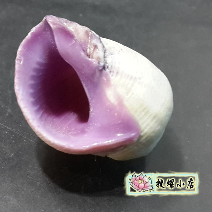 8厘米左右紫口珊瑚螺