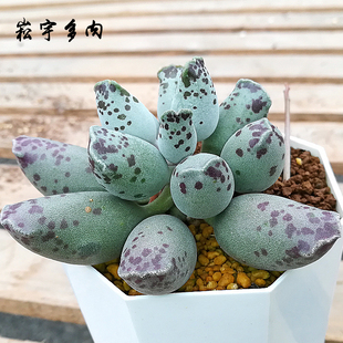 海豹白肌紫斑水泡多肉植物叶片叶插苗组合好养阳台办公桌绿植花卉