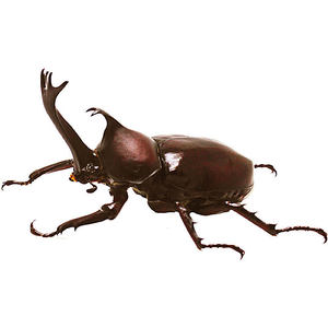 【宠物虫活体甲虫图片】宠物虫活体甲虫图片大