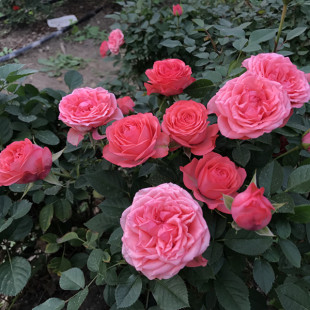 【虞城园艺】大花微型月季 诗人柯德娜 盆栽花卉 庭院植物花超多