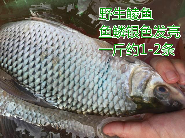 新鮮 河魚 鯪魚 東江 河鯪魚 原生態 土鯪 萬綠湖 野生鯪魚