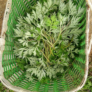 新鲜艾草野生艾叶青团食用艾草粿糍粑清明艾粿小叶艾绒草艾蒿