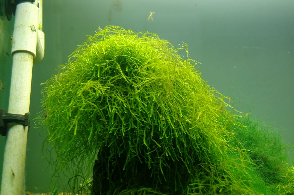 野生莫斯 原生莫斯 垂泪莫斯 三角莫斯鲜活苔藓