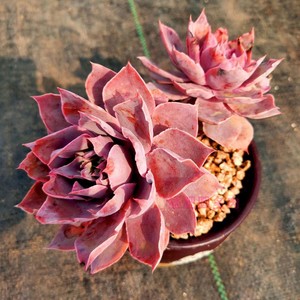 多肉pinky大老桩 粉红天使 粉罗裙 多肉植物 薄叶系进口韩国 span