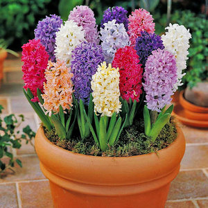 荷兰进口风信子大种球 水培 span class=h>植物 /span>秋冬季花卉绿植