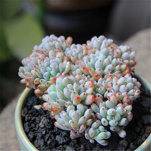  span class=h>多肉植物 /span>  span class=h>蓝豆 /span> 彩豆多头