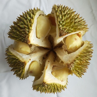 现货新鲜进口越南青皮猫山王榴莲水果长柄猫山榴莲包邮坏果包赔