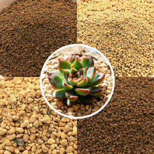 多肉植物鹿沼土图片