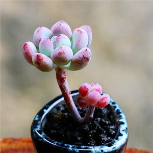 【漫画汤姆 多图片】漫画汤姆 多图片大全