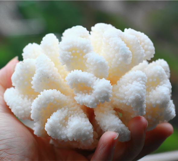 包邮天深海家居装饰螺贝鹿角白族鱼缸 收藏件礼品摆然海壳珊瑚 水