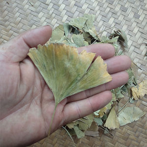【银杏叶片茶图片】银杏叶片茶图片大全 - q友网