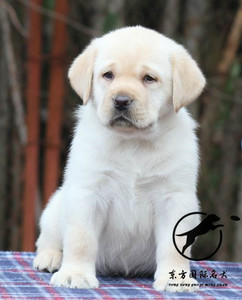 出售纯种拉布拉多幼犬导盲 span class=h>猎犬 /span>棕色拉不拉多 
