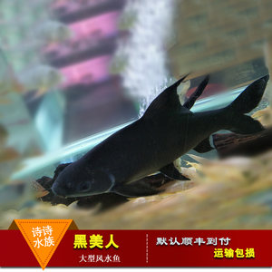 class=h>魚 /span>活體 span class=h>魚 /span>清道夫 span class=h>