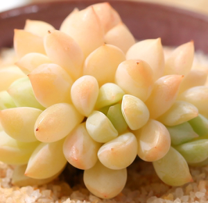 多肉植物 欧美进口多肉叶片「玉如意」贵货正版叶片 叶插苗小苗