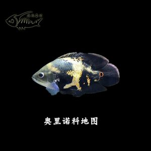 【地图鱼野生图片】地图鱼野生图片大全