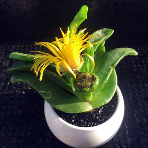 多肉植物佛手图片