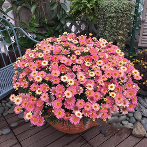 玛格丽特 span class=h>盆栽 /span>花苗大苗大花糖果玛玛格丽 span