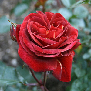 【特价】 span class=h>布朗 /span>天鹅绒 月季 丰花灌木 咖啡红色