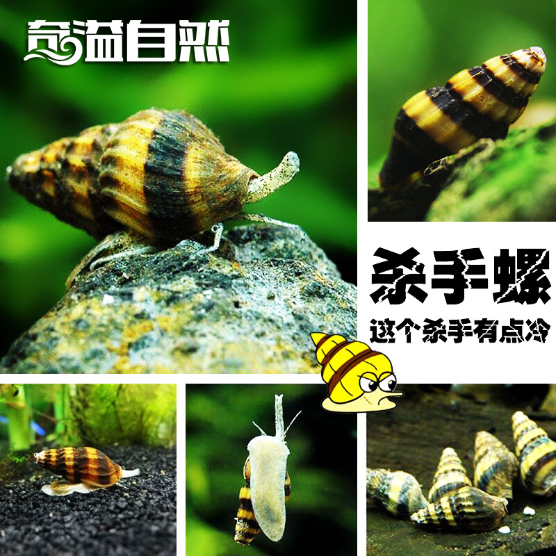 蜜蜂宝塔螺 除藻螺 杀手螺 大黄蜂螺 观赏螺活体 奇溢自然百草园