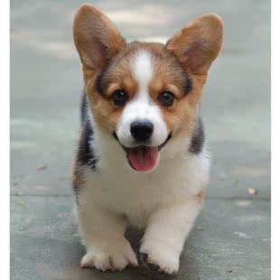 出售活体纯种柯基犬双色二三色的柯基犬威尔士柯基犬短腿柯基幼犬