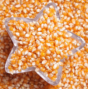 class=h>玉米 /span>爆裂 span class=h>玉米 /span>爆米花小 span