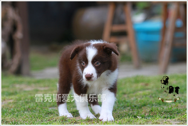 双血统边牧幼犬边境牧羊犬小狗哈里和yuki稀有咖啡色2mm低价包运