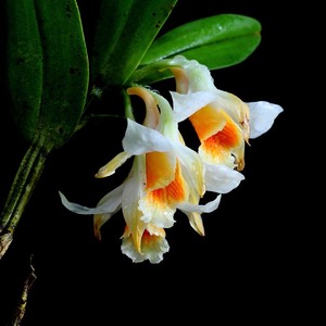 class=h>石斛 /span>黑毛翅梗 span class=h>石斛 /span>翅萼 span