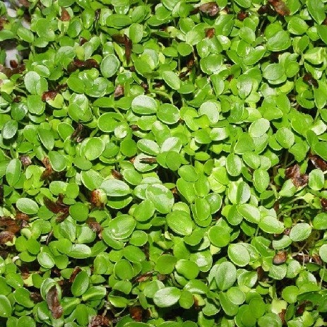 芽苗菜种子鸡毛菜萝卜苗香椿小麦草无土栽培纯绿色蔬菜全国包邮