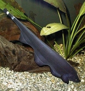 羽毛刀 span class=h>魔鬼 /span> span class=h>刀鱼 /span>怪鱼古代